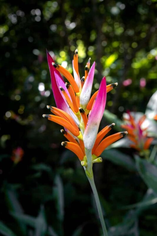 From Huatulco: Exotic garden on an ecotourism ranch and a visit to a viewpoint - Who Should Consider This Tour?