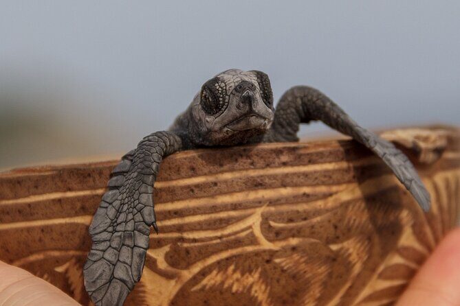 From Huatulco: Turtle Release & Bioluminescence - Travel Details and Practical Tips