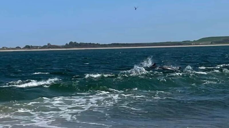 From Inverness: Black Isle Tour with Dolphin Spotting - How This Tour Creates Value for Travelers