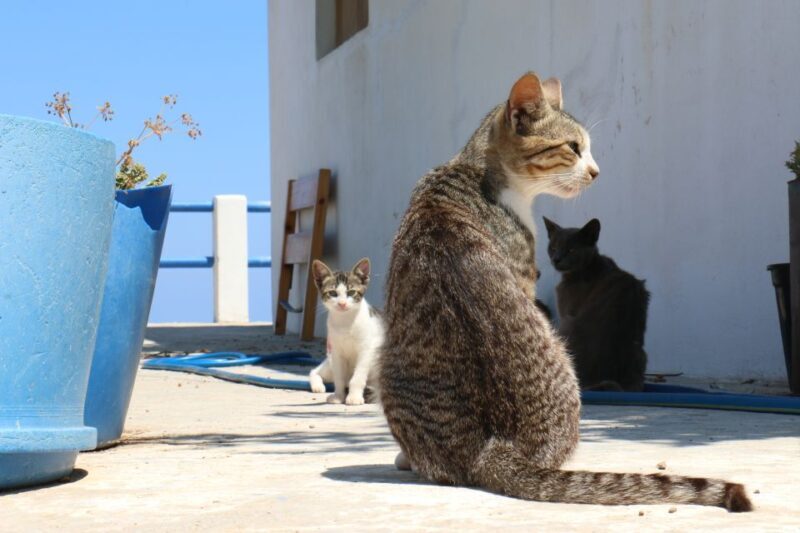 From Ios: RIB Boat Trip to Sikinos Island and Winery Tour - FAQ