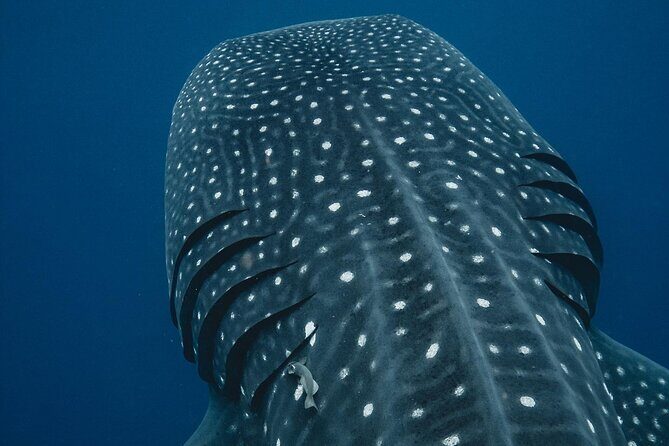From Isla Mujeres/Riviera Maya: Swim with whale sharks!! - An Honest Look at the Whale Shark Tour