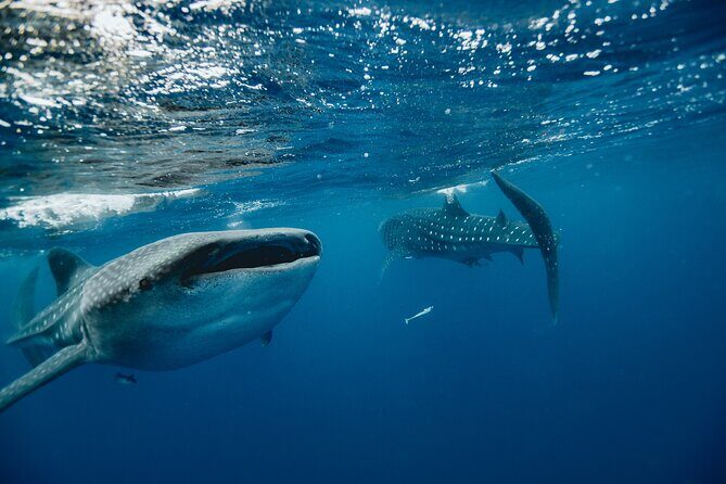 From Isla Mujeres/Riviera Maya: Swim with whale sharks!! - Why This Tour Is a Great Choice for Many Travelers