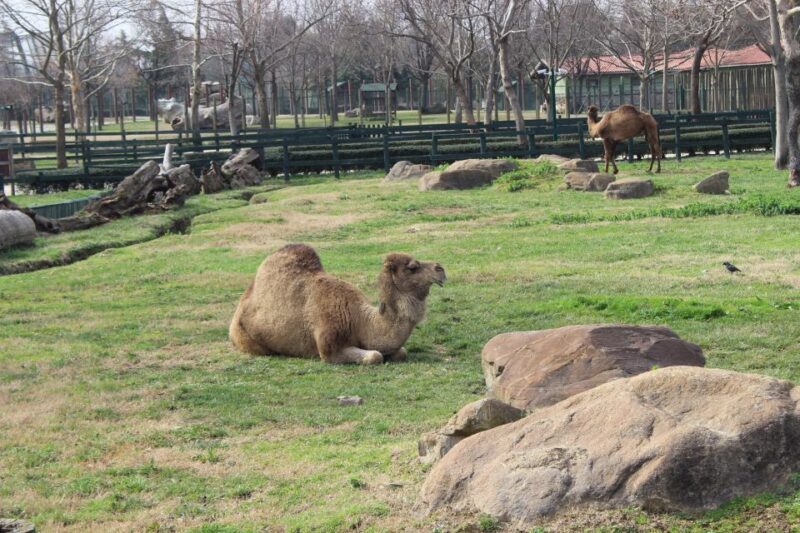 From Istanbul: Guided Day Trip to Sapanca and Masukiye - FAQs