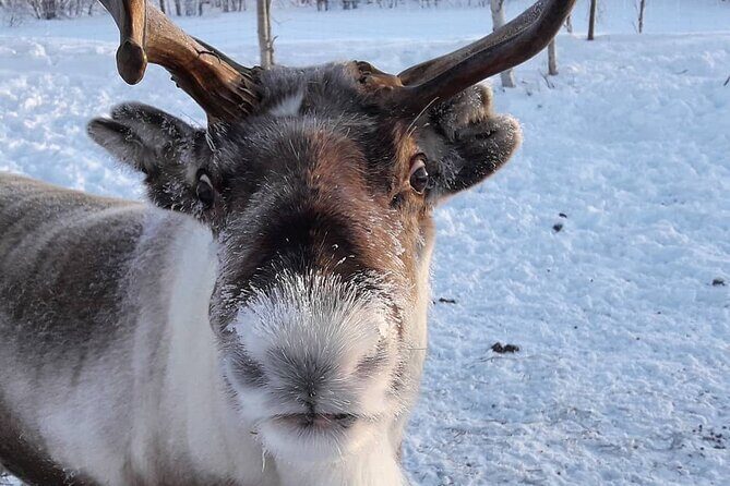 From Ivalo: Ice Fishing Safari to Lake Inari, reindeers & lunch - The Sum Up