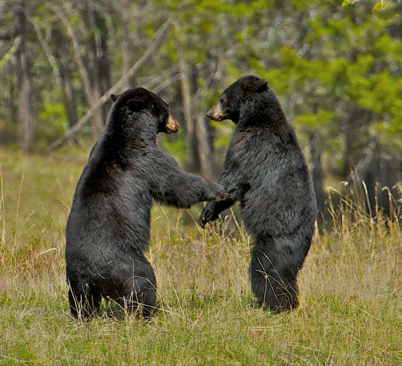 From Jackson: 4-Hour Eco Safari in Grand Teton National Park - What to Expect on the Tour