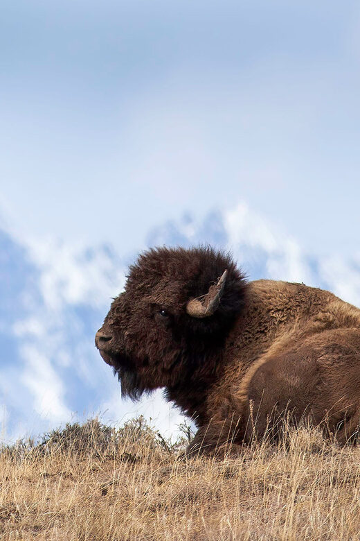 From Jackson: Grand Teton Sunset and Sightseeing Tour - Final Thoughts
