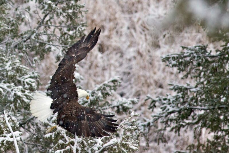 From Jackson: Grand Teton Sunset and Sightseeing Tour - FAQs