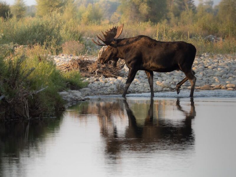 From Jackson Hole: Half-Day Grand Teton Wildlife Tour - Pricing and Value