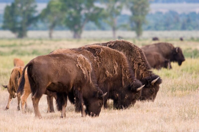 From Jackson Hole: Half-Day Grand Teton Wildlife Tour - Final Thoughts: Is It Worth It?
