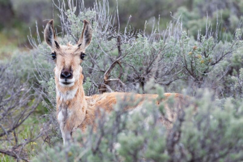 From Jackson Hole: Half-Day Grand Teton Wildlife Tour - FAQ