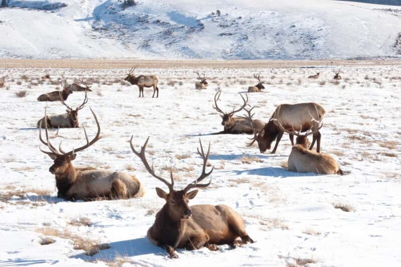 From Jackson Hole: Half-Day Grand Teton Winter Wildlife Tour - Final Thoughts