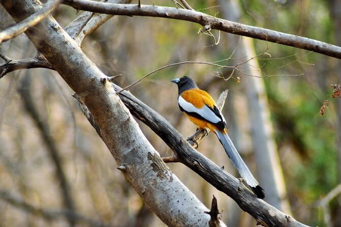 From Jaipur: 2 Day Ranthambore Tiger Safari with Transfers - Key Points