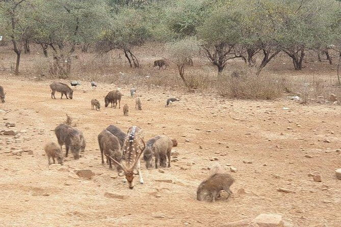 From Jaipur: 2 Day Ranthambore Tiger Safari with Transfers - The Value and What Makes This Tour Stand Out