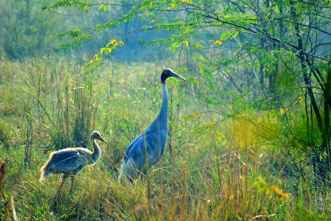 From Jaipur: Bird Safari and Agra sightseeing All-Inclusive - The Experience in Detail