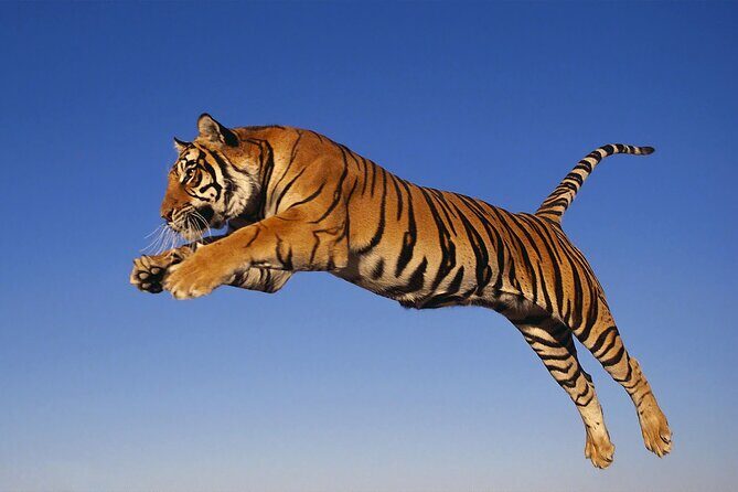 From Jaipur Ranthambore Tiger Safari Day Trip - What Makes This Tour Special?