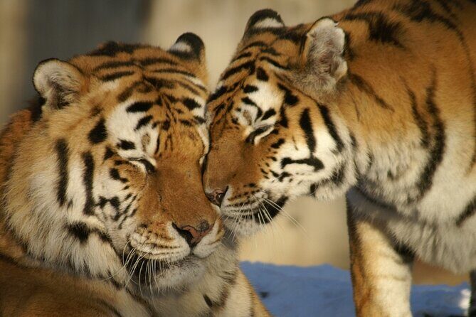 From Jaipur Ranthambore Tiger Safari Day Trip - Authentic Insights from Reviewers