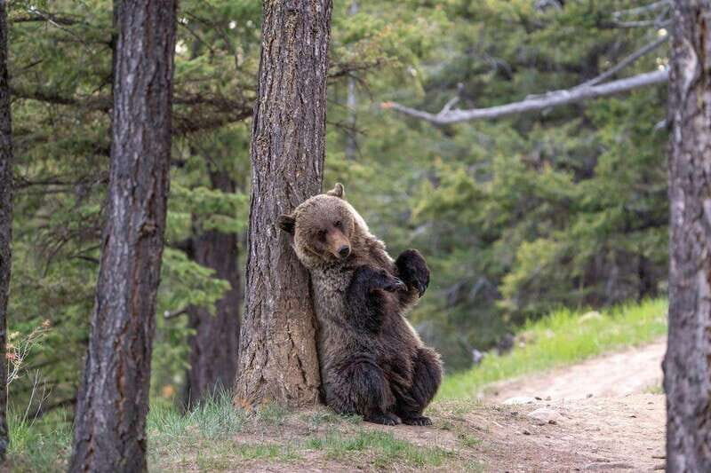 From Jasper: Jasper National Park Wildlife Discovery Tour - Final Thoughts: Who Benefits Most from This Experience?
