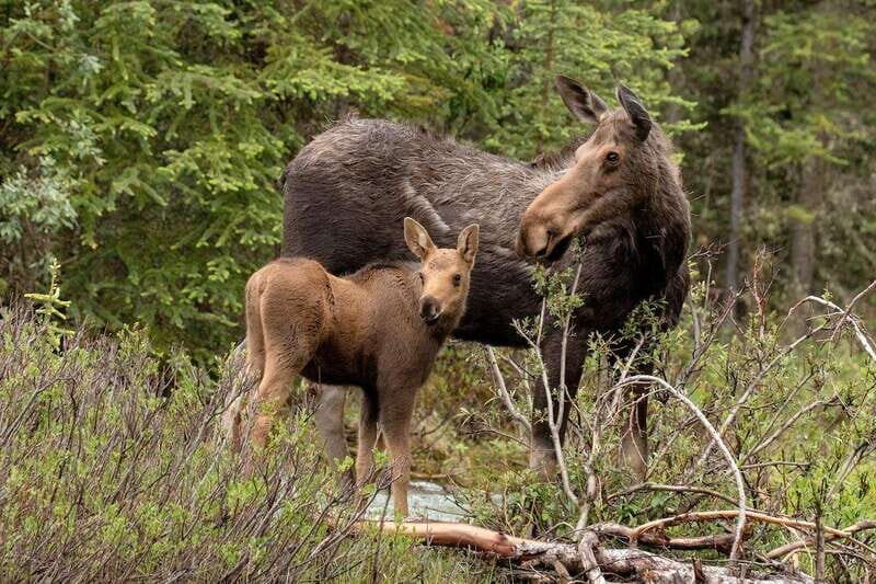 From Jasper: Jasper National Park Wildlife Discovery Tour - Frequently Asked Questions