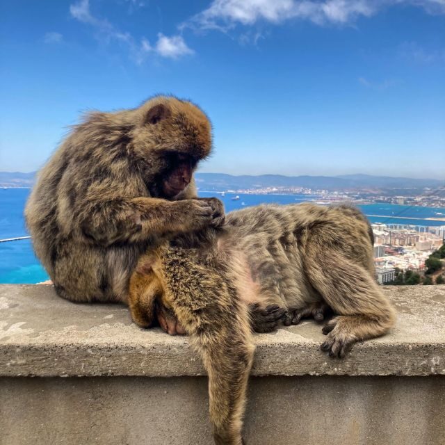 From Jerez: Gibraltar Full Day Tour - From Jerez: Gibraltar Full Day Tour — An Authentic Day of Discovery