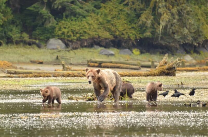 From Juneau: Bear Viewing on Chichagof Island - Key Points