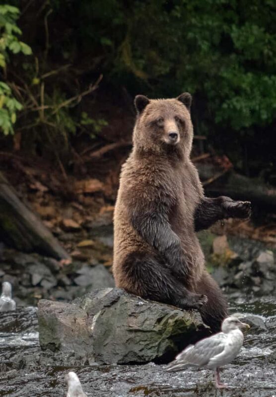 From Juneau: Bear Viewing on Chichagof Island - An In-Depth Look at the Experience