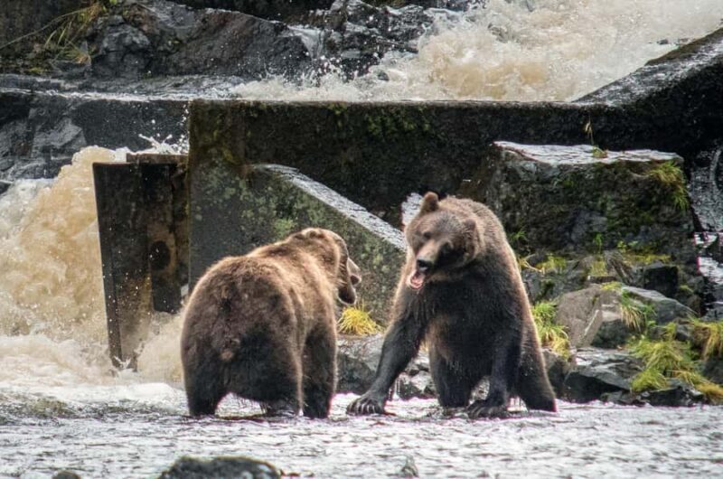 From Juneau: Bear Viewing on Chichagof Island - Who Should Consider This Tour?