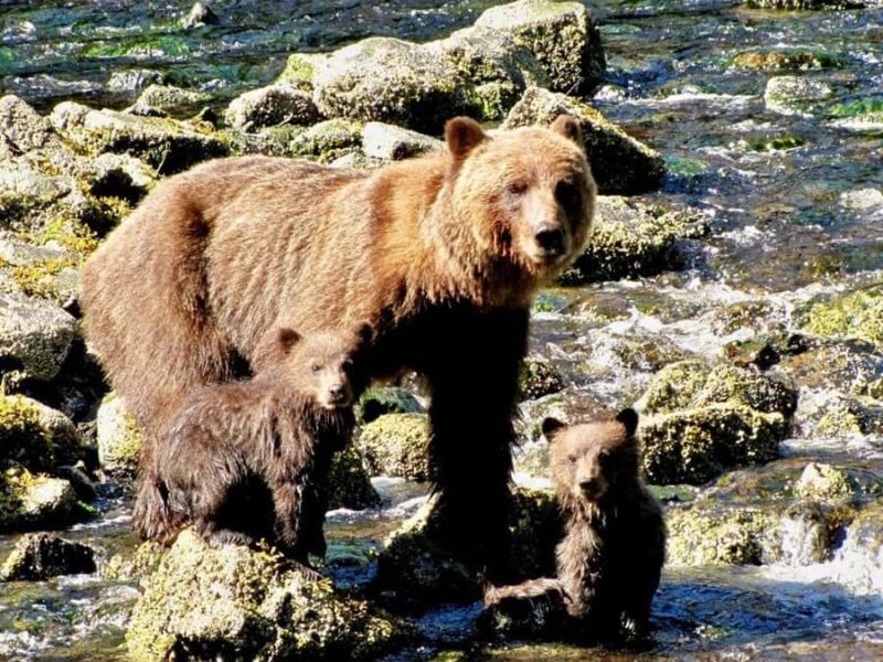 From Juneau: Bear Viewing on Chichagof Island - Final Thoughts: Is It Worth It?