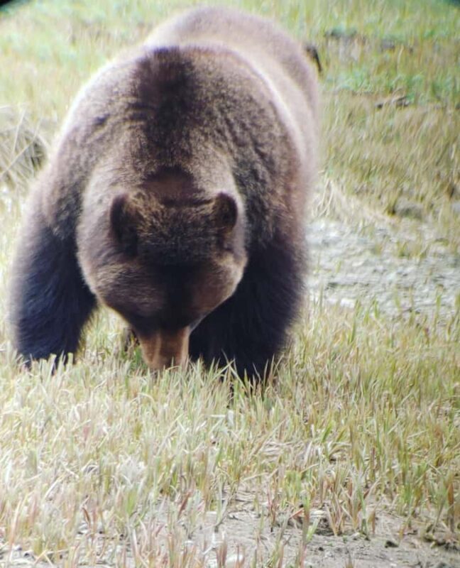 From Juneau: Exclusive Tongass Locally Guided Bear Viewing - An In-Depth Look at the Experience