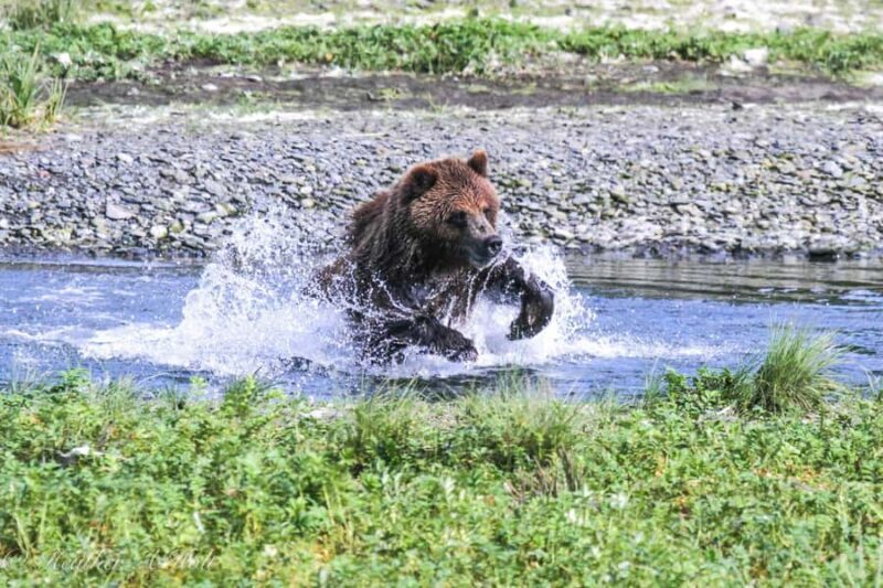 From Juneau: Exclusive Tongass Locally Guided Bear Viewing - The Sum Up