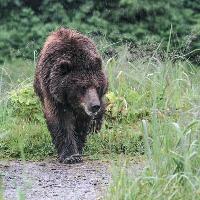 From Juneau: Pack Creek Bear Viewing Adventure - An In-Depth Look at the Pack Creek Bear Viewing Tour