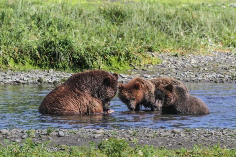 From Juneau: Pack Creek Bear Viewing Adventure - FAQ