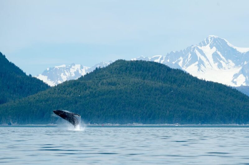 From Juneau: Whale Watching Cruise with Snacks - An Authentic Alaska Wildlife Encounter