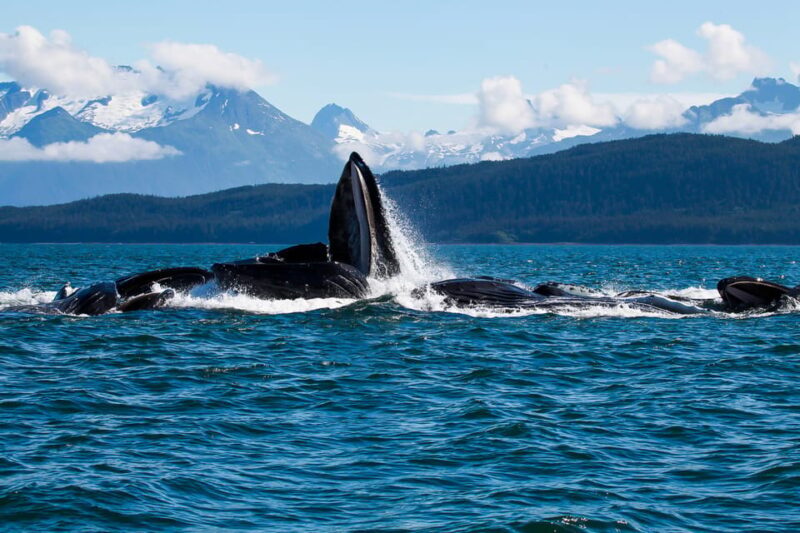 From Juneau: Whale Watching Cruise with Snacks - The Itinerary: From Land to Sea