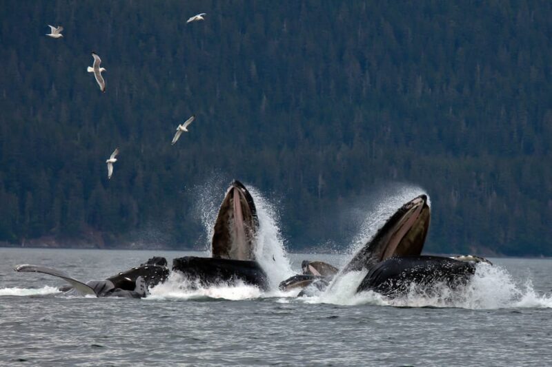 From Juneau: Whale Watching Cruise with Snacks - Genuine Experiences from Travelers