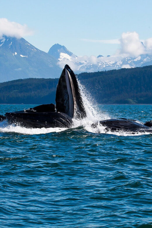 From Juneau: Whale Watching Cruise with Snacks - Conclusions
