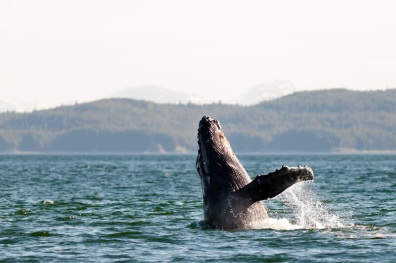 From Juneau: Whale Watching Cruise with Snacks - FAQ