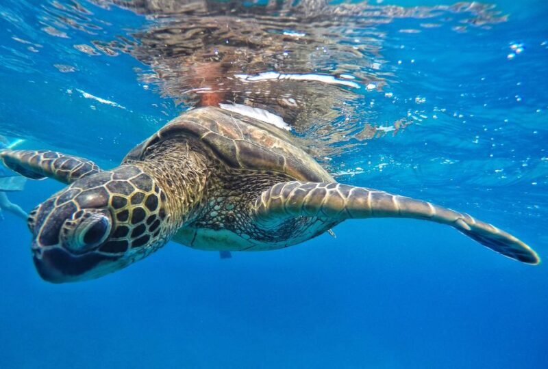 From Kaanapali: Afternoon West Maui Snorkeling w/ Drinks - FAQs