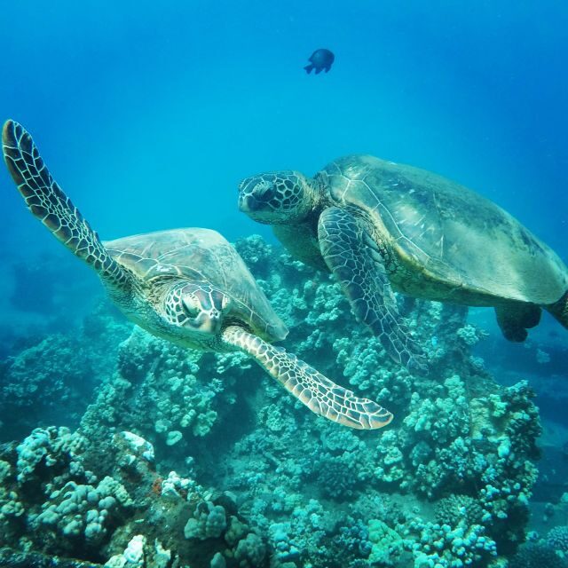 From Kaanapali: Afternoon West Maui Snorkeling w/ Drinks - Key Points