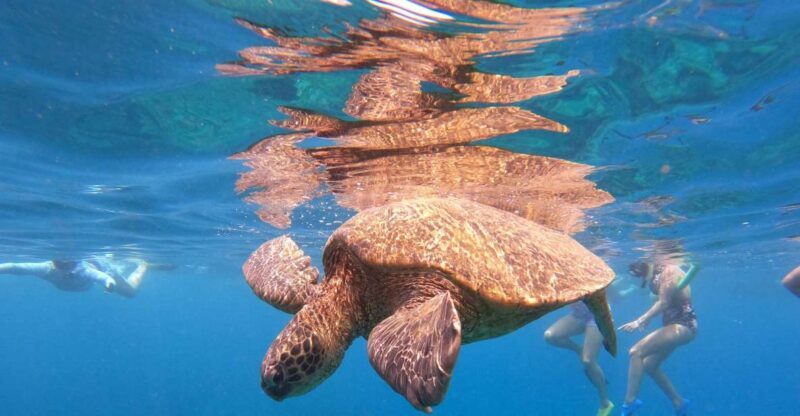 From Ka'anapali: West Maui Half-Day Snorkel Tour w/ Food - An In-Depth Look at the Experience