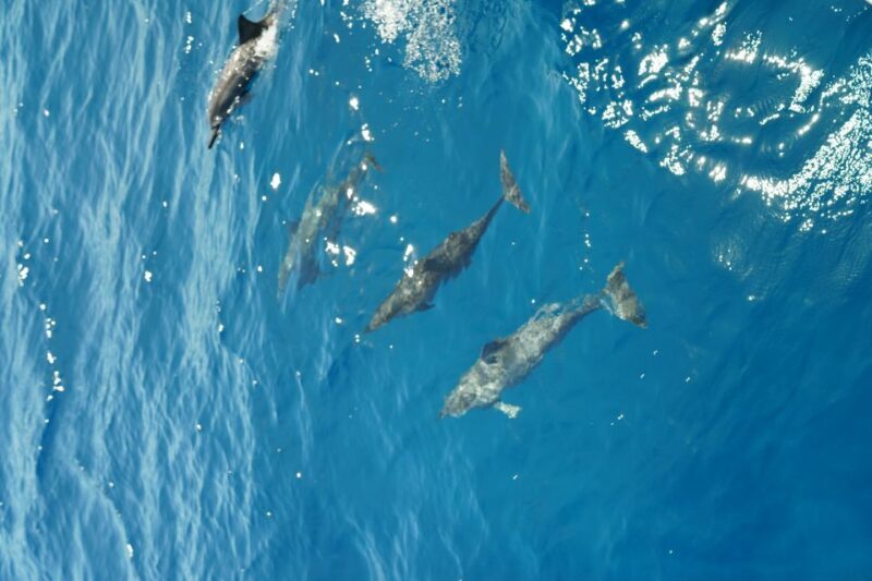 From Ka'anapali: West Maui Half-Day Snorkel Tour w/ Food - Final Words