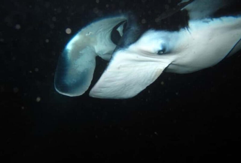 From Keauhou Bay: Manta Ray Night Tour - Practical Tips for Travelers