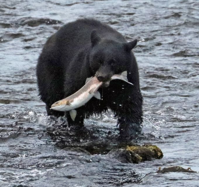 From Ketchikan: Potlatch Totem Park and Herring Cove Tour - FAQ