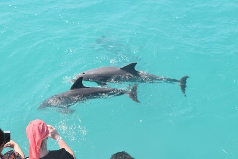 From Key West: Dolphin Watching Tour with Lunch & Drinks - FAQ