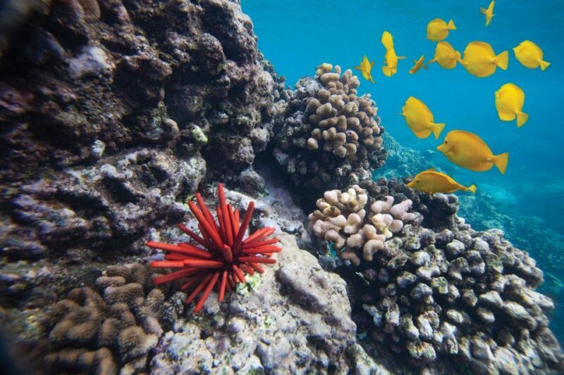 From Kihei: Molokini Crater and Turtle Town Snorkeling - Analyzing the Value and Practical Details