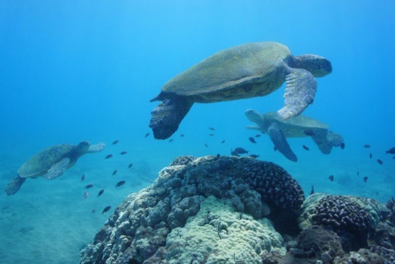From Kihei: Molokini Snorkel 2-Hour Adventure - Practical Aspects to Consider