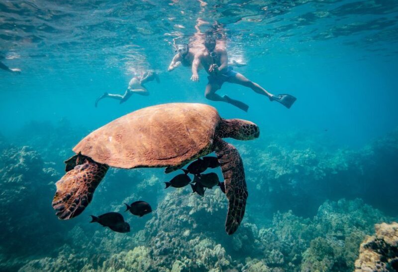 From Kihei: Molokini Snorkel 2-Hour Adventure - Final Thoughts: Who Should Book This Tour?