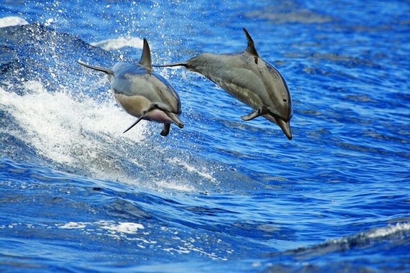 From Kona: Honokohau Sunset Boat Trip with Drinks and Snacks - The Experience at a Glance