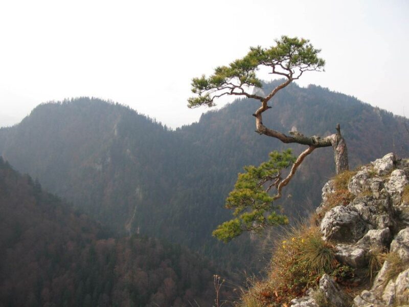 From Krakow: Dunajec Pontoon Rafting Trip - Additional Details: Timing, Pricing, and Group Size