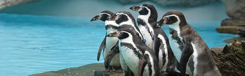 From Krakow: Zoo Trip with Private Luxury Transfer - What to Expect from the Tour