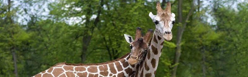 From Krakow: Zoo Trip with Private Luxury Transfer - Authentic Experiences & Traveler Insights